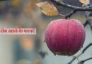 रोजाना सुबह खाली पेट सेब खाने के 5 जबरदस्त फायदे। Benefits of eating apple daily. apple khane ke fayde, apple khane ke fayde aur nuksan, apple khane ke fayde in pregnancy, apple khane ke fayde rajiv dixit, apple khane ke fayde khali pet, apple khane ke fayde in urdu, apple khane ke fayde pregnancy mein, apple khane ke fayde bataiye, apple khane ke fayde kya hai, apple khane ke fayde batao, apple khane ke fayde bataen, apple khane ke fayde aur nuksan bataiye, apple khane ke fayde apple khane ke fayde, custard apple khane ke fayde aur nuksan, khali pet apple khane ke fayde aur nuksan, apple anar khane ke fayde, dudh aur apple khane ke fayde, anar aur apple khane ke fayde, apple aur banana khane ke fayde, dahi aur apple khane ke fayde, apple apple khane ke fayde, apple aur doodh sath khane ke fayde, ice apple khane ke fayde aur nuksan, apple khane ke fayde baba ramdev, apple khane ke fayde bacchon ke liye, apple ke bij khane ke fayde, boil apple khane ke fayde, apple banana khane ke fayde, apple ber khane ke fayde, apple ka beej khane ke fayde, baby ko apple khane ke fayde, beer ke sath apple khane ke fayde, bacchon ko apple khane ke fayde, baccho ko apple khane ke fayde, baby ko boil apple khane ke fayde, banana and apple khane ke fayde, basi muh apple khane ke fayde, breakfast me apple khane ke fayde, bhukhe pet apple khane ke fayde, apple khane ke fayde cartoon, custard apple khane ke fayde, cashew apple khane ke fayde, apple ka chilka khane ke fayde, chana aur apple khane ke fayde, apple ke chilke khane ke fayde, pregnancy mein custard apple khane ke fayde, chhote bacchon ko apple khane ke fayde, custard apple khane ke kya fayde hain, custard apple khane ke fayde kya hai, apple ko chilke ke sath khane ke fayde, pcod me apple cider vinegar khane ke fayde, custard apple khane ke kya fayde hote hain, custard apple khane ke kya fayde, daily apple khane ke fayde, dahi apple khane ke fayde, delhi apple khane ke fayde, daily 1 apple khane ke fayde, daily 2 apple khane ke fayde, daily subah apple khane ke fayde, dahi m apple khane ke fayde, daru ke sath apple khane ke fayde, dahi ke sath apple khane ke fayde, daily khali pet apple khane ke fayde, apple khane ke fayde english mein, ek apple khane ke fayde, elephant apple khane ke fayde, daily ek apple khane ke fayde, khali pet ek apple khane ke fayde, roj subah ek apple khane ke fayde, roj ek apple khane ke kya fayde hain, apple khane ke benefits, apple khane se, apple khane ke bad, apple khane ke fayde for skin, apple khane ke fayde face ke liye, apple fruit khane ke fayde, seb khane ke fayde apple khane ke fayde, water apple fruit khane ke fayde, apple fayde, apple khane se fayda, apple apple khane se, green apple khane ke fayde, gas me apple khane ke fayde, pregnancy me green apple khane ke fayde, apple ko garam karke khane ke fayde, apple khane ke kya fayde hain, hara apple khane ke fayde, ubla hua apple khane ke fayde, pregnancy mein apple khane ke kya fayde hain, khali pet apple khane ke kya fayde hain, hamal mein apple khane ke fayde, pregnancy mein apple khane ke kya fayde hote hain, har roj ek apple khane ke fayde, subah khali pet apple khane ke kya fayde hain, subah subah apple khane ke kya fayde hain, apple khane ke fayde in hindi, apple khane ke fayde in marathi, ice apple khane ke fayde, ice apple khane ke kya fayde hain, apple fayde in hindi, can we eat apple empty stomach, apple jam khane ke fayde, java apple khane ke fayde, roj apple khane ke fayde, roj ek apple khane ke fayde, apple khane ke fayde kya hote hain, apple khane ke kya fayde, green apple khane ke kya fayde hain, pregnancy mein apple khane ke fayde kya hai, khali pet apple khane ke fayde, khali pait apple khane ke fayde, kacha apple khane ke fayde, khali pet me apple khane ke fayde, kela aur apple khane ke fayde, kaju apple khane ke fayde, khane ke fayde apple khane ke fayde, apple khane ke fayde liver ke liye, apple khane ke fayde skin ke liye, pregnant ladies ko apple khane ke fayde, apple mein long laga kar khane ke fayde, apple me laung khane ke fayde, apple mein long dal kar khane ke fayde, apple khane ke fayde marathi, morning apple khane ke fayde, apple murabba khane ke fayde, pregnancy mai apple khane ke fayde, apple ka murabba khane ke fayde, nihar muh apple khane ke fayde, night me apple khane ke fayde, dahi me apple khane ke fayde, morning me apple khane ke fayde, morning me khali pet apple khane ke fayde, milk me apple khane ke fayde, morning time apple khane ke fayde, morning m apple khane ke fayde, morning mai khali pet apple khane ke fayde, pregnancy me apple khane ke fayde, apple khane ke fayde nuksan, nahar mein apple khane ke fayde, nahar muh apple khane ke fayde, subha nihar muh apple khane ke fayde, apple ke sath kala namak khane ke fayde, ooty apple khane ke fayde, apple or banana khane ke fayde, apple or anar khane ke fayde, dud or apple khane ke fayde, apple or long khane ke fayde, pan apple khane ke fayde, per day apple khane ke fayde, upashi poti apple khane ke fayde, subah khali pet apple khane ke fayde, pregnancy apple khane ke fayde, pregnancy me subah apple khane ke fayde, pregnancy me daily apple khane ke fayde, red apple khane ke fayde, regular apple khane ke fayde, roj subah apple khane ke fayde, roj 1 apple khane ke fayde, raat me apple khane ke fayde, ramdev baba apple khane ke fayde, rose apple khane ke fayde, apple khane ke fayde subah, apple khane ke fayde short video, apple khane ke fayde shorts, subah apple khane ke fayde, sukha apple khane ke fayde, subah me apple khane ke fayde, apple ki sabji khane ke fayde, subha khali pait apple khane ke fayde, sone se pehle apple khane ke fayde, subah khali pet ek apple khane ke fayde, subha khali pet apple khane ke fayde, apple ubal kar khane ke fayde, apple ko ubal kar khane ke fayde, apple khane ke fayde video, apple vinegar khane ke fayde, apple cider vinegar khane ke fayde, apple main konsa vitamin hota hai, apple mein kaun se vitamin hote hain, white apple khane ke fayde, water apple khane ke fayde, wood apple khane ke fayde, water apple khane ke kya fayde hain, apple ke khane ke fayde, rojana 1 apple khane ke fayde, 1 month apple khane ke fayde, 1 apple roj khane ke fayde, rojana apple khane ke fayde