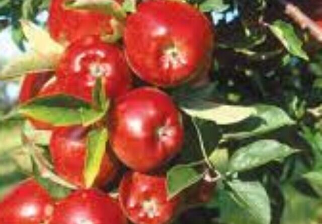 APPLE 2