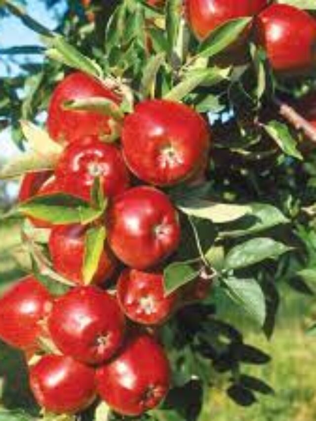 रोजाना सुबह खाली पेट सेब खाने के 5 जबरदस्त फायदे। Benefits of eating apple daily.