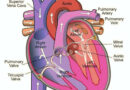 मानव हृदय / हृदय से संबंधित प्रश्न और उत्तर / human heart related questions Human heart related questions