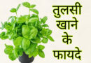 तुलसी के चमत्कारी गुण / तुलसी खाने के फायदे / Benefits of eating tulsi leaves Tulshi Khane ke fayde