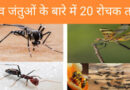 Amazing facts about animas