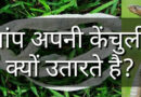 सांप अपनी केंचुली क्यों उतारते है? Why do snakes shed their worms? Latest facts about snake