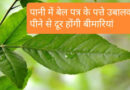 पानी में बेल पत्र के पत्ते उबालकर पीने से दूर होंगी बीमारियां bel patra ke patte ka pane peene ke fayde.