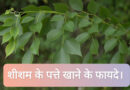 शीशम के पत्तों को खाने से मिलते है कई लाभ, जाने rosewood