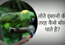 तोते इंसानो की तरह कैसे बोल पाते है? LATEST FACTS ABOUT Parrot green voice