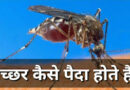मच्छर कैसे पैदा होेते हैं? Latest facts in hindi about mosquito