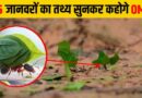 जानवरों के बारे मे 25 मजेदार फैक्ट्स hindi facts about animals