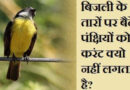 बिजली के तारों पर बैठे पक्षियो को करंट क्यो नही लगता है? बिजली-के-तारों-पर-बैठे-पक्षियो-को-करंट-क्यो-नही-लगता-Fact-General-Knowledge