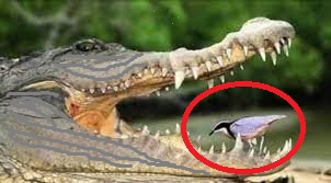 facts about egyptian plover bird, EGYPTIAN PLOVER BIRD, fACTS, latest facts in hindi, मगरमच्छ के मुँह मे पंछी, मगरमच्छ crocodile
