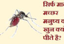 सिर्फ मादा मच्छर मनुष्य का खुन क्यों पीते है, नर मच्छर क्यों नही। सिर्फ मादा मच्छर मनुष्य का खुन क्यों पीते है, नर मच्छर क्यों नही। facts in hindi arvind aerora