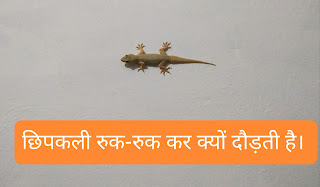 छिपकली रुक-रुक कर क्यों दौड़ती है। Hindi Facts about Lizard.