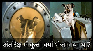 अंतरिक्ष में कुत्ता क्यों भेजा गया था, लाइका Facts, laika dog facts, Laika, facts about laika, लाइका कुत्ता, लाइका, लाइका अंतरिक्ष