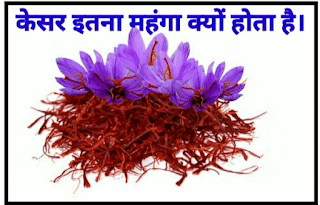 केसर इतना महंगा क्यों होता है, Why is saffron so expensive, Latest Facts in Hindi, hindi facts about about saffron, saffron facts in hindi,
