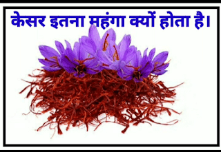 केसर इतना महंगा क्यों होता है, Why is saffron so expensive, Latest Facts in Hindi, hindi facts about about saffron, saffron facts in hindi,