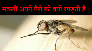 मक्खी अपने पैरों को क्यो रगड़ती हैं, Latest facts in Hindi, awesome facts in hindi, all facts in hindi, awesome facts in hindi, facthub, hindi facts