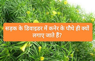 सड़क के डिवाइडर में कनेर ही क्यों लगाए जाते हैं Kaner plants Facts in Hindi. Facts in Hindi about kaner ke Podhe, kaner ka pland, latest facts in Hin