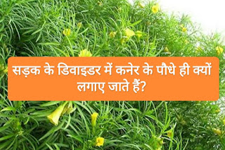 सड़क के डिवाइडर में कनेर ही क्यों लगाए जाते हैं Kaner plants Facts in Hindi. Facts in Hindi about kaner ke Podhe, kaner ka pland, latest facts in Hin