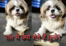 रात में क्यों रोते है कुत्ते? वाकई ये अपशुकन है या देख सकते है भूतों को, जानिए क्या कहता है विज्ञान। Facts in hindi about dog barking, dog barking facts, facts in hindi about dogs, Dogs facts in hindi, all hindi facts about dog, animals facts in hidi