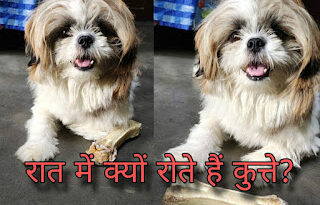 Facts in hindi about dog barking, dog barking facts, facts in hindi about dogs, Dogs facts in hindi, all hindi facts about dog, animals facts in hidi