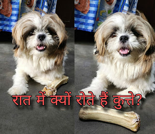 Facts in hindi about dog barking, dog barking facts, facts in hindi about dogs, Dogs facts in hindi, all hindi facts about dog, animals facts in hidi