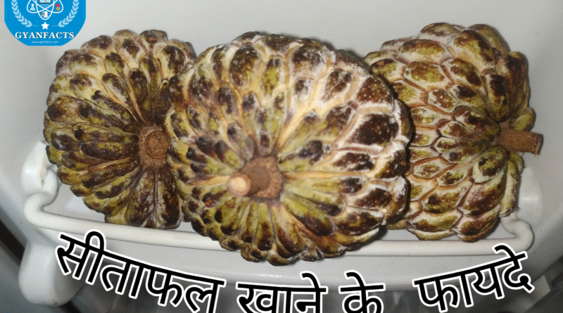 सीताफल (शरीफा) खाने के फायदे