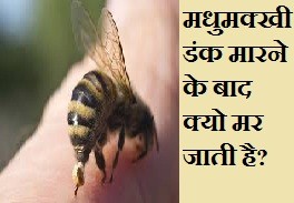 मधुमक्खी डंक मारने के बाद क्यो मर जाती है, मधुमक्खी क्यो मर जाती है, Why Bee Died After Bite Latest facts in Hindi, gyanhub, gyanhub.life