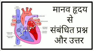 मानव हृदय से संबंधित प्रश्न / Human heart related question // General Science Heart important questions