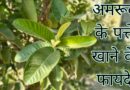 बासी मुंह रोजाना अमरूद के पत्ते खाने के फायदे। amrud ke patte khane ke fayde, amrud ke patte khane ke fayde aur nuksan, amrud ke patte khane ke fayde bataen, amrud ke patte khane ke fayde batao, amrud ke patte khane ke fayde nuksan, subah khali pet amrud ke patte khane ke fayde, amrud ke kacche patte khane ke fayde, amrud ke patte khane se labh, amrud ke patte khane ke labh, guava ke patte khane ke fayde, subah amrud ke patte khane ke fayde, tulsi ke patte aur amrud ke patte khane ke fayde, amrud ke kache patte khane ke fayde, khali pet amrud ke patte khane ke kya fayde hain, amrud ke patte khane ke nuksan, amrud ke patte khane ke fayde bataiye, basi muh amrud ke patte khane ke fayde, amrud ke do patte khane ke fayde, amrud ke patte khane ke kya fayde hain, jamun ke patte khane se, amrud ke patte khane ke fayde kya hai, amrud ke patte ke khane ke fayde, khali pet amrud ke patte khane ke fayde, khali pet amrood ke patte khane ke fayde, amrud aur tulsi ke patte khane ke fayde, amrud ke patte aur tulsi ke patte khane ke fayde