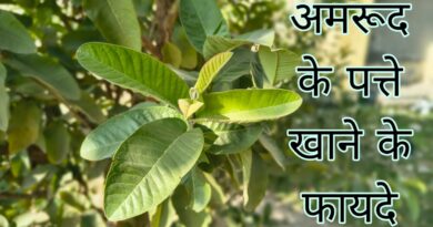 amrud ke patte khane ke fayde, amrud ke patte khane ke fayde aur nuksan, amrud ke patte khane ke fayde bataen, amrud ke patte khane ke fayde batao, amrud ke patte khane ke fayde nuksan, subah khali pet amrud ke patte khane ke fayde, amrud ke kacche patte khane ke fayde, amrud ke patte khane se labh, amrud ke patte khane ke labh, guava ke patte khane ke fayde, subah amrud ke patte khane ke fayde, tulsi ke patte aur amrud ke patte khane ke fayde, amrud ke kache patte khane ke fayde, khali pet amrud ke patte khane ke kya fayde hain, amrud ke patte khane ke nuksan, amrud ke patte khane ke fayde bataiye, basi muh amrud ke patte khane ke fayde, amrud ke do patte khane ke fayde, amrud ke patte khane ke kya fayde hain, jamun ke patte khane se, amrud ke patte khane ke fayde kya hai, amrud ke patte ke khane ke fayde, khali pet amrud ke patte khane ke fayde, khali pet amrood ke patte khane ke fayde, amrud aur tulsi ke patte khane ke fayde, amrud ke patte aur tulsi ke patte khane ke fayde