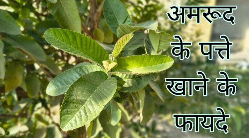 amrud ke patte khane ke fayde, amrud ke patte khane ke fayde aur nuksan, amrud ke patte khane ke fayde bataen, amrud ke patte khane ke fayde batao, amrud ke patte khane ke fayde nuksan, subah khali pet amrud ke patte khane ke fayde, amrud ke kacche patte khane ke fayde, amrud ke patte khane se labh, amrud ke patte khane ke labh, guava ke patte khane ke fayde, subah amrud ke patte khane ke fayde, tulsi ke patte aur amrud ke patte khane ke fayde, amrud ke kache patte khane ke fayde, khali pet amrud ke patte khane ke kya fayde hain, amrud ke patte khane ke nuksan, amrud ke patte khane ke fayde bataiye, basi muh amrud ke patte khane ke fayde, amrud ke do patte khane ke fayde, amrud ke patte khane ke kya fayde hain, jamun ke patte khane se, amrud ke patte khane ke fayde kya hai, amrud ke patte ke khane ke fayde, khali pet amrud ke patte khane ke fayde, khali pet amrood ke patte khane ke fayde, amrud aur tulsi ke patte khane ke fayde, amrud ke patte aur tulsi ke patte khane ke fayde