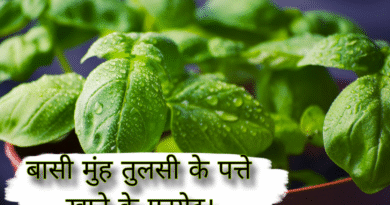 tulsi ke patte khane ke fayde, tulsi ke patte khane ke fayde aur nuksan, tulsi ke patte khane ke fayde bataen, tulsi ke patte khane ke fayde premanand ji maharaj, tulsi ke patte khane ke fayde baba ramdev, tulsi ke patte khane ke fayde nuksan, tulsi ke patte khane ke fayde rajiv dixit, tulsi ke patte khane ke fayde kya hai, tulsi ke patte khane ke fayde video, khali pet tulsi ke patte khane ke fayde, roj subah tulsi ke patte khane ke fayde, tulsi aur neem ke patte khane ke fayde, amrud aur tulsi ke patte khane ke fayde, tulsi ke patte khane se kya labh, rojana tulsi ke patte khane ke fayde, subah tulsi ke patte khane ke fayde, neem aur tulsi ke patte khane ke fayde, basi muh tulsi ke patte khane ke fayde, basi mein tulsi ke patte khane ke fayde, daily tulsi ke patte khane ke fayde, tulsi ke patte khane ke kya fayde hain, tulsi ke patte khane se, subah subah tulsi ke patte khane ke fayde, tulsi ke patte khane, roj tulsi ke patte khane se kya hota hai, tulsi ke patte khana, tulsi ji ke patte khane ke fayde, tulsi ke patte chabane ke fayde, tulsi ke patte ke khane ke fayde, neem ke patte aur tulsi ke patte khane ke fayde, amrud ke patte aur tulsi ke patte khane ke fayde, tulsi ke patte khane se kya fayda, pregnancy me tulsi ke patte khane ke fayde, premanand maharaj tulsi ke patte khane ke fayde, tulsi neem ke patte khane ke fayde, tulsi ke patte khane se kya fayde, roj tulsi ke patte khane ke fayde, subah khali pet tulsi ke patte khane ke fayde, tulsi ke patte kitne khane chahie