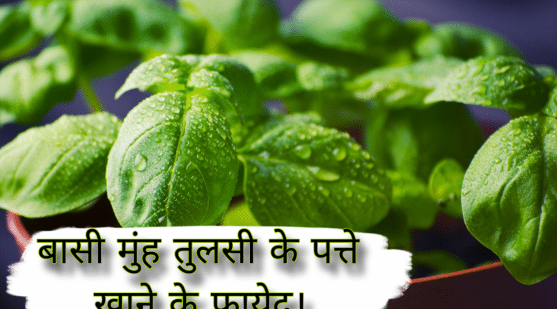 tulsi ke patte khane ke fayde, tulsi ke patte khane ke fayde aur nuksan, tulsi ke patte khane ke fayde bataen, tulsi ke patte khane ke fayde premanand ji maharaj, tulsi ke patte khane ke fayde baba ramdev, tulsi ke patte khane ke fayde nuksan, tulsi ke patte khane ke fayde rajiv dixit, tulsi ke patte khane ke fayde kya hai, tulsi ke patte khane ke fayde video, khali pet tulsi ke patte khane ke fayde, roj subah tulsi ke patte khane ke fayde, tulsi aur neem ke patte khane ke fayde, amrud aur tulsi ke patte khane ke fayde, tulsi ke patte khane se kya labh, rojana tulsi ke patte khane ke fayde, subah tulsi ke patte khane ke fayde, neem aur tulsi ke patte khane ke fayde, basi muh tulsi ke patte khane ke fayde, basi mein tulsi ke patte khane ke fayde, daily tulsi ke patte khane ke fayde, tulsi ke patte khane ke kya fayde hain, tulsi ke patte khane se, subah subah tulsi ke patte khane ke fayde, tulsi ke patte khane, roj tulsi ke patte khane se kya hota hai, tulsi ke patte khana, tulsi ji ke patte khane ke fayde, tulsi ke patte chabane ke fayde, tulsi ke patte ke khane ke fayde, neem ke patte aur tulsi ke patte khane ke fayde, amrud ke patte aur tulsi ke patte khane ke fayde, tulsi ke patte khane se kya fayda, pregnancy me tulsi ke patte khane ke fayde, premanand maharaj tulsi ke patte khane ke fayde, tulsi neem ke patte khane ke fayde, tulsi ke patte khane se kya fayde, roj tulsi ke patte khane ke fayde, subah khali pet tulsi ke patte khane ke fayde, tulsi ke patte kitne khane chahie
