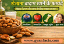 रोजाना बादाम खाने के फायदे: सेहत, दिमाग और त्वचा के लिए अद्भुत लाभ badam khane ke fayde, badam khane ke benefits, badam khane ke labh, badam khane se kya hota hai, badam ke fayde, almond benefits in hindi, badam khane ka sahi time, soaked almonds benefits, badam health benefits, badam khane ke fayde hindi
