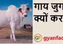 गाय जुगाली क्यों करती है? जानिए इसके पीछे का वैज्ञानिक कारण और रोचक तथ्य
