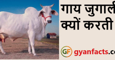 गाय जुगाली क्यों करती है? जानिए इसके पीछे का वैज्ञानिक कारण और रोचक तथ्य