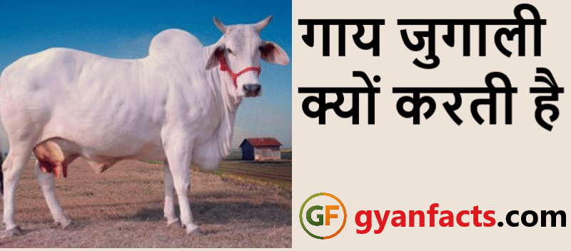 गाय जुगाली क्यों करती है? जानिए इसके पीछे का वैज्ञानिक कारण और रोचक तथ्य