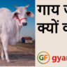 गाय जुगाली क्यों करती है? जानिए इसके पीछे का वैज्ञानिक कारण और रोचक तथ्य