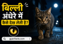 cat facts, animal facts, billi ke facts, night vision, amazing animals, hindi facts, science facts, pet animals, cat eyes, viral facts, interesting facts, latest facts, animal science