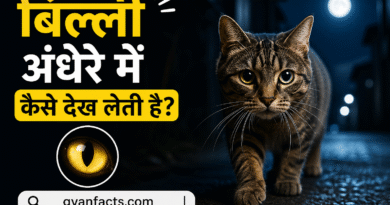 cat facts, animal facts, billi ke facts, night vision, amazing animals, hindi facts, science facts, pet animals, cat eyes, viral facts, interesting facts, latest facts, animal science