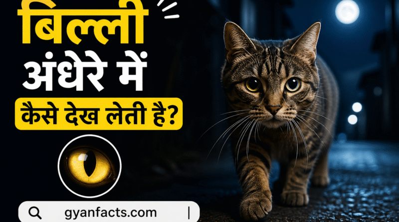 cat facts, animal facts, billi ke facts, night vision, amazing animals, hindi facts, science facts, pet animals, cat eyes, viral facts, interesting facts, latest facts, animal science