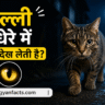 cat facts, animal facts, billi ke facts, night vision, amazing animals, hindi facts, science facts, pet animals, cat eyes, viral facts, interesting facts, latest facts, animal science
