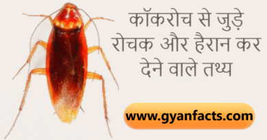 कॉकरोच जनता पार्टी: कॉकरोच से जुड़े रोचक और हैरान कर देने वाले तथ्य