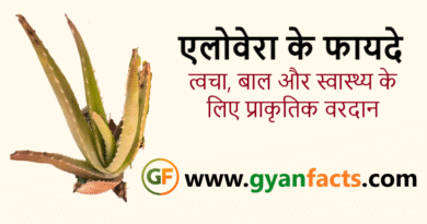 एलोवेरा के फायदे, Aloe Vera Benefits in Hindi, एलोवेरा जेल, एलोवेरा जूस के फायदे, त्वचा के लिए एलोवेरा, बालों के लिए एलोवेरा, एलोवेरा उपयोग, प्राकृतिक उपचार, हेल्थ टिप्स, आयुर्वेदिक उपाय
