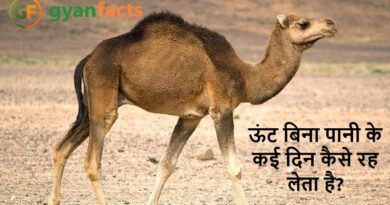 ऊंट बिना पानी के कई दिन कैसे रह लेता है? जानिए रेगिस्तान के इस अनोखे जीव का रहस्य