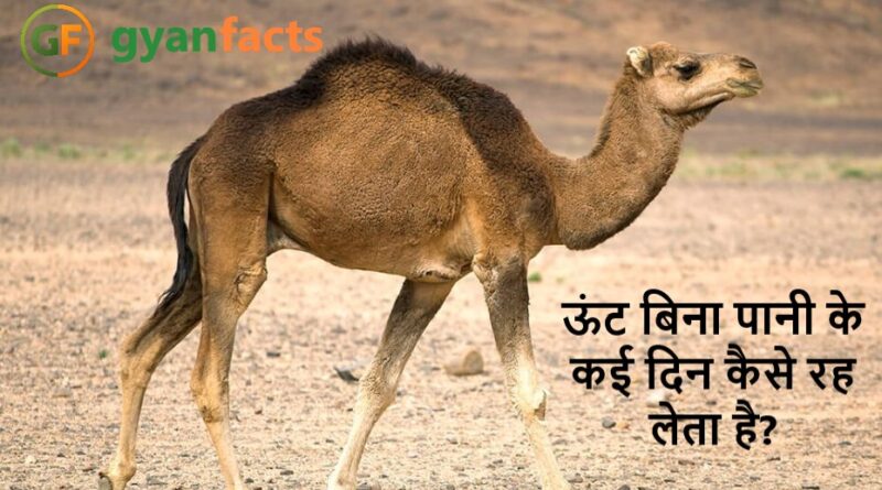 ऊंट बिना पानी के कई दिन कैसे रह लेता है? जानिए रेगिस्तान के इस अनोखे जीव का रहस्य
