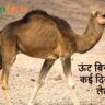 ऊंट बिना पानी के कई दिन कैसे रह लेता है? जानिए रेगिस्तान के इस अनोखे जीव का रहस्य