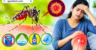 Chikungunya Symptoms in Hindi, Chikungunya Prevention in Hindi, Chikungunya Causes, Chikungunya Treatment in Hindi, चिकनगुनिया के लक्षण