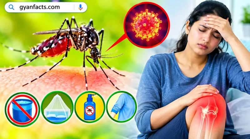 Chikungunya Symptoms in Hindi, Chikungunya Prevention in Hindi, Chikungunya Causes, Chikungunya Treatment in Hindi, चिकनगुनिया के लक्षण