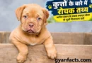 कुत्तों के बारे में रोचक तथ्य, कुत्ते के रोचक तथ्य, कुत्तों के बारे में तथ्य, कुत्ते के बारे में जानकारी, कुत्ते की खासियत, कुत्ता कितना समझदार होता है, कुत्ते की सूंघने की शक्ति, कुत्ते की सुनने की क्षमता, dog facts in hindi, interesting facts about dogs in hindi, dog interesting facts, कुत्ते से जुड़े तथ्य, कुत्तों की जानकारी, कुत्ते के बारे में मजेदार तथ्य